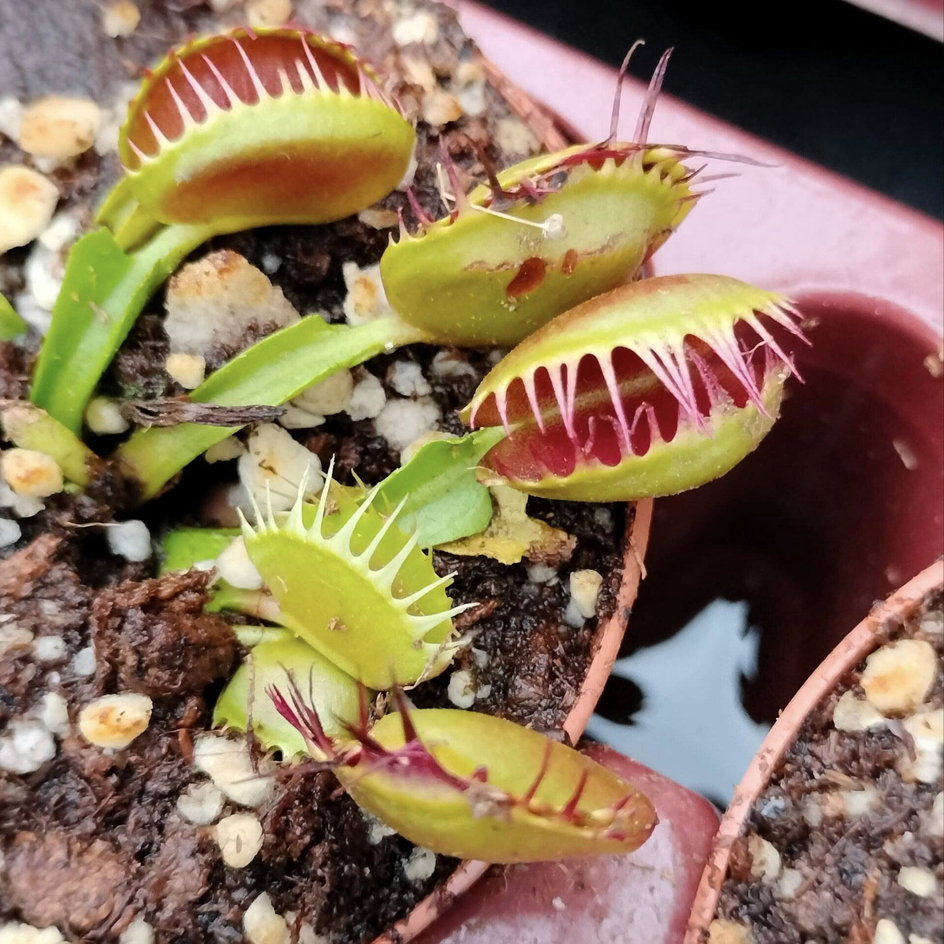 Trappole rosse di Dionaea muscipula