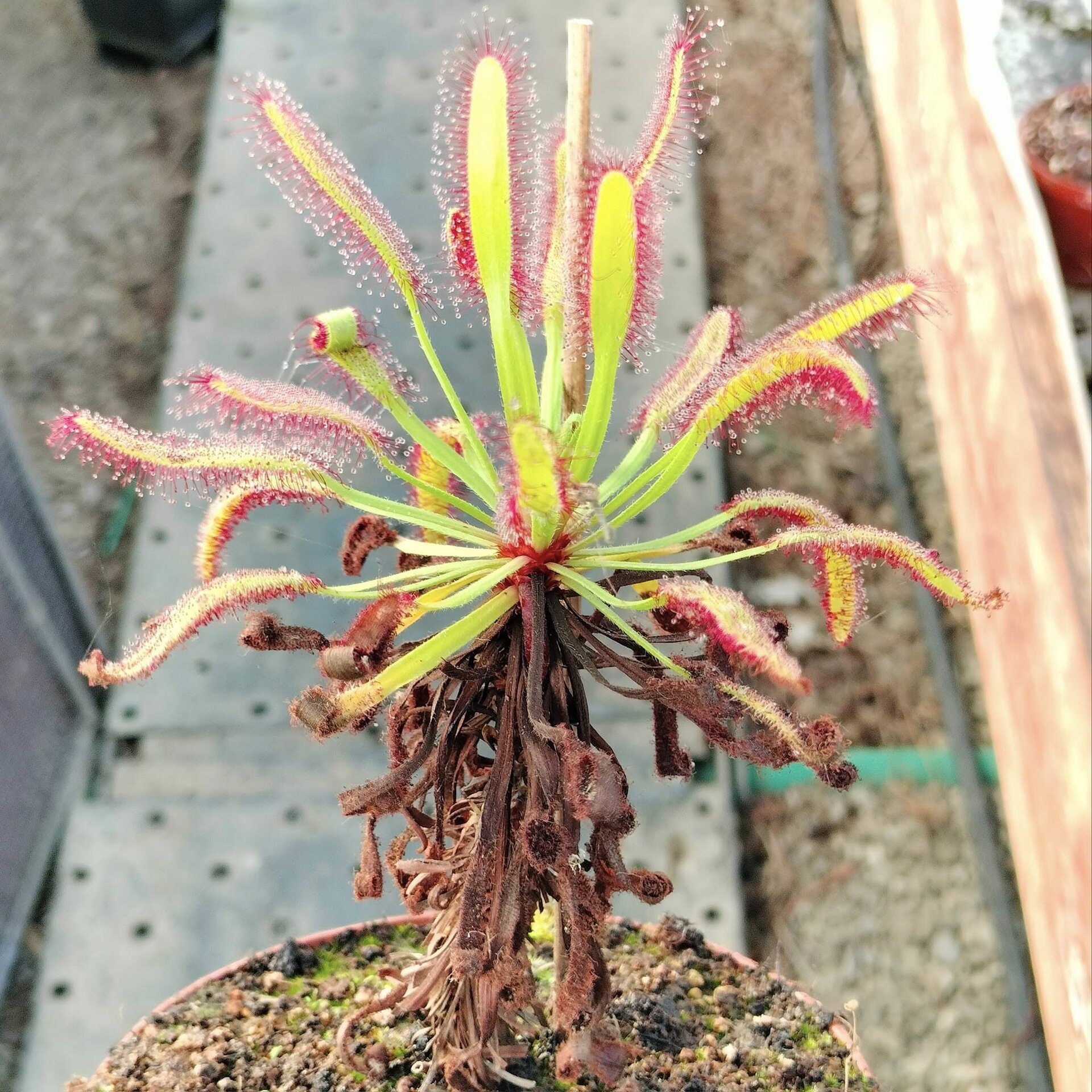 Drosera in coltivazione