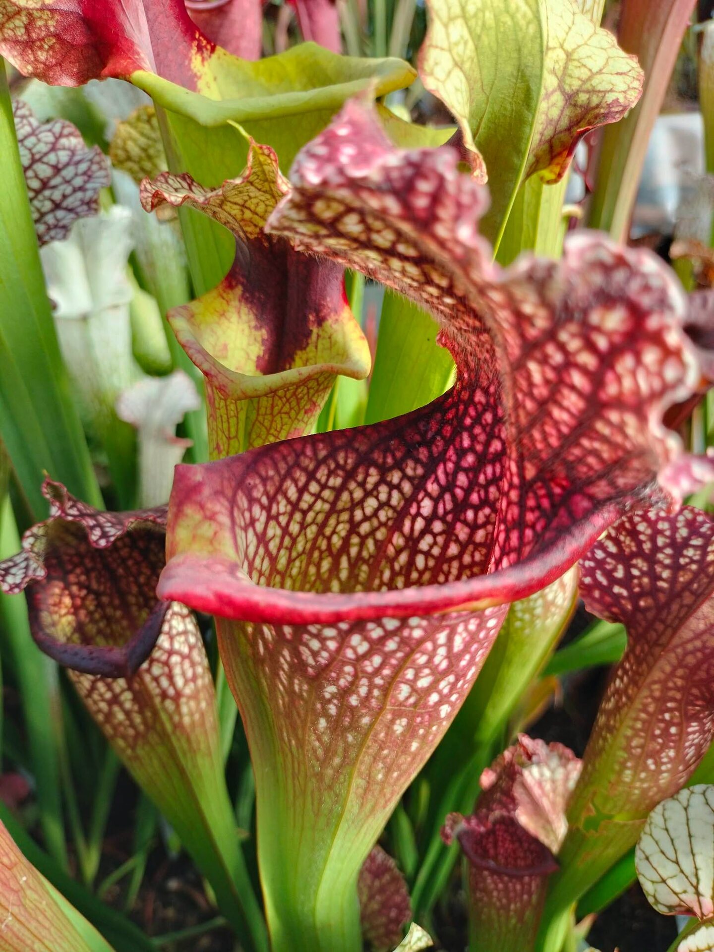 Dettaglio di Sarracenia leucophylla