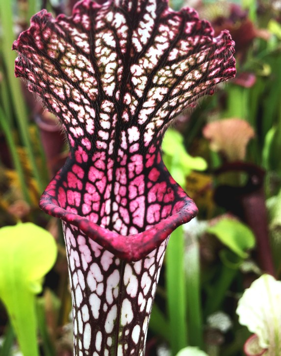 Vivaio , sarracenia , Piante Carnivore, Arezzo